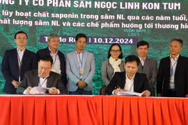 Kon Tum: Hội thảo sâm Ngọc Linh mở ra cơ hội lớn cho người trồng và cả ngành sâm