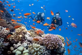 Quảng Ninh đề xuất UNESCO công nhận đa dạng sinh học của vịnh Hạ Long