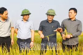 Nam Định: Đã thu hoạch được gần 4.900ha lúa mùa