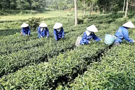 Đời sống đồng bào DTTS ở Phú Thọ ngày càng khởi sắc nhờ chính sách dân tộc