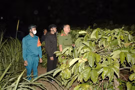 Gia Lai: Cà phê được giá, Công an trắng đêm tuần tra, bảo vệ