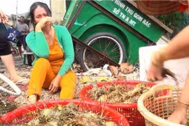 Gần 70 tấn tôm hùm ở Phú Yên bị chết do mật độ nuôi quá dày