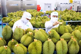 Việt Nam nhập khẩu sầu riêng tăng đột biến