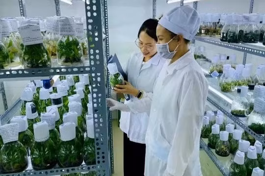Khoa học, công nghệ nâng cao giá trị nông sản, tăng sức cạnh tranh của ngành nông nghiệp.