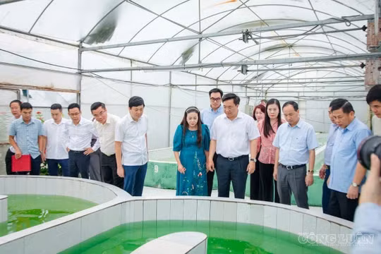 Chủ tịch UBND tỉnh Trần Duy Đông: Gỡ "nút thắt" khó khăn, đưa nông nghiệp Phú Thọ vươn tầm sinh thái