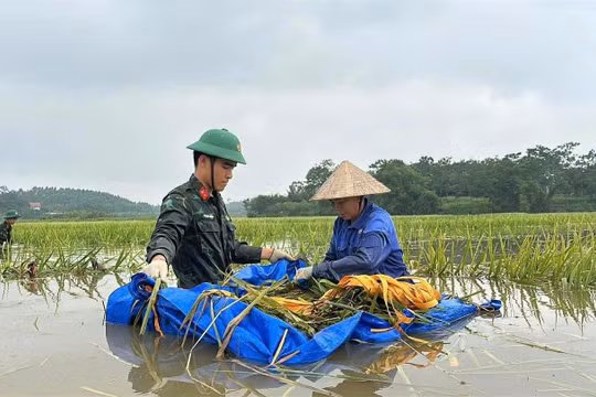 Hình ảnh chiến sĩ lội nước cứu lúa đã 'chạm' vào hàng triệu trái tim người dân Phú Thọ