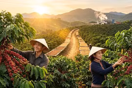 Giá cà phê hôm nay 14/3: Trong nước tăng mạnh theo đà phục hồi của thế giới