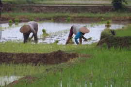 Hà Nội: Phòng trừ sâu bệnh hại trên 80.000ha lúa Xuân