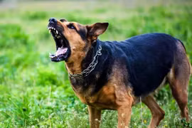 Ngăn chặn một đối tượng tự nhận chữa được bệnh dại do chó dại cắn