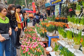 Hà Nội tổ chức Lễ hội hoa, cây cảnh 2026 tại Công viên Thiên văn học
