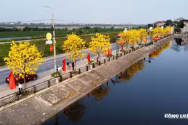 Góc sống ảo "triệu view": Điểm check-in hoa Phong Linh thu hút giới trẻ ở Phú Thọ
