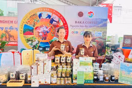 Mở không gian kết nối, Gia Lai tìm lời giải cho bài toán cà phê đặc sản