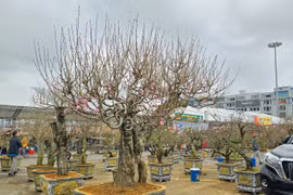 Quảng Ninh: Tập trung tổ chức Tết Bính Ngọ 2026 an toàn, nghĩa tình và kỷ cương