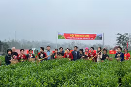 Rộn ràng hội hái chè giữa đất trời ATK Định Hóa, Thái Nguyên