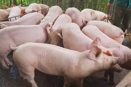 Giá heo hơi hôm nay 22/1: 3 miền tăng 4 ngày liên tiếp, miền Bắc có thêm đỉnh 78.000 đồng/kg