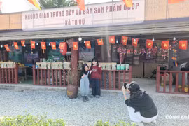 Trào lưu du xuân 'chữa lành': Chọn đồi chè Phú Thọ thay vì chen chân các điểm du lịch nổi tiếng