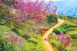 Nghe mùa Xuân đang về