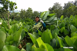 Làng Tràng Cát rộn ràng thu hoạch lá dong gói bánh chưng đón Tết 2026