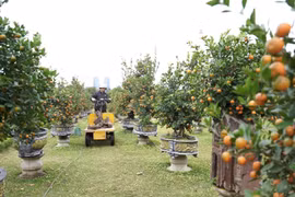 Vàng ruộm làng quất Tứ Liên vào vụ Tết: Có cây quất giá 30 triệu đồng, khách đặt mua từ sớm