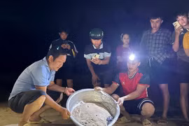 Hồi sinh xứ đảo và hành trình gìn giữ sắc xanh đại dương