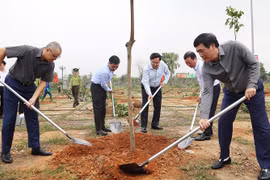 Phú Thọ phấn đấu đến năm 2030 có trên 30.000 ha rừng gỗ lớn, tỷ lệ che phủ rừng trên 42,5%