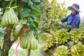 Làng phật thủ lớn nhất miền Bắc khan quả đẹp, giá tăng sát Tết