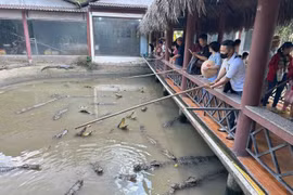 Miền Tây hút khách dịp Tết Dương lịch: Từ bơi xuồng đến 'giao lưu' cùng đàn cá sấu