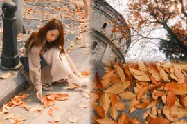 Hà Nội: Bốt Hàng Đậu mùa thay lá mà ngỡ như trời Âu