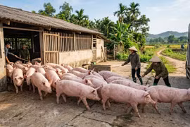 Giá heo hơi hôm nay 15/3: Thị trường hạ nhiệt nhẹ so với trước