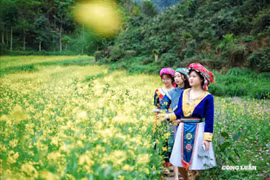 Sắc hoa cải nhuộm vàng cao nguyên đá Đồng Văn