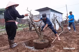 Người dân làng đào Nhật Tân tất bật hồi sinh đào sau Tết Bính Ngọ 2026