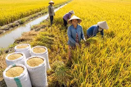 Giá lúa gạo hôm nay 20/1: Đài Thơm 8 bất ngờ tăng giá, thị trường khởi sắc