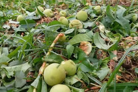 Hướng dẫn khắc phục thiệt hại nông nghiệp sau mưa đá, dông lốc