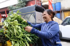 Hoa loa kèn đầu mùa được giá, người dân Tây Tựu phấn khởi thu hoạch