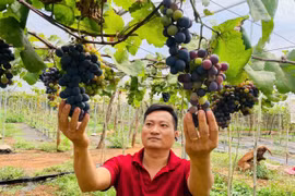 Trồng nho ngoại nhập trên vùng đất đỏ, thạc sĩ 8X Gia Lai thu tiền tỷ mỗi năm