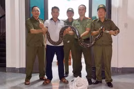 Phát hiện trăn đất nặng 12kg trong ô tô ở Lào Cai