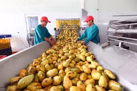 Không phải kê khai, nộp thuế VAT khi kinh doanh nông, lâm, thủy sản chưa chế biến