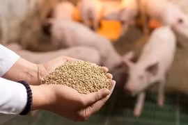 Doanh nghiệp, hiệp hội chung tay giữ nhịp sản xuất nông nghiệp
