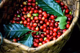 Giá cà phê hôm nay 1/1/2026: Tăng mạnh 1.300 đồng, chạm mốc 99.000 đồng/kg