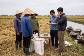 Giá lúa gạo hôm nay 19/1/2026: Áp lực từ thị trường xuất khẩu