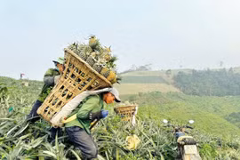 Dứa được mùa, được giá, người dân vùng biên phấn khởi thu hoạch