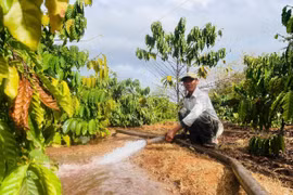 Nông dân bám rẫy xuyên Tết, “trắng đêm” chống hạn cho cây cà phê