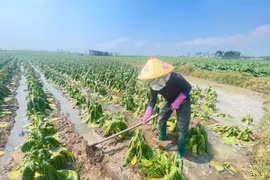 Gia Lai: Nông dân khóc ròng nhìn ruộng thuốc lá chìm trong nước, thiệt hại hàng trăm triệu đồng