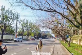 Đà Nẵng: Hàng sưa mùa thay lá trên đường Trần Hưng Đạo đẹp tựa phim điện ảnh