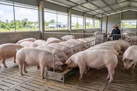 Giá heo hơi hôm nay 26/3: Vì sao miền Nam luôn cao hơn?