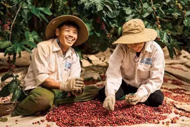 Giá cà phê hôm nay 8/1: Tăng mạnh 1.000 đồng/kg, áp sát mốc 100.000 đồng