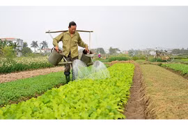 Tổng điều tra nông thôn, nông nghiệp năm 2025: Tỷ trọng lao động phi nông nghiệp ở nông thôn tăng lên 48%