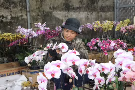 'Kiếm bộn tiền' nhờ nghề tạo dáng cho hoa lan dịp Tết