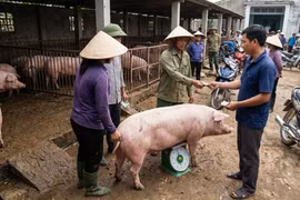 Giá heo hơi hôm nay 23/2: Thị trường sau Tết ổn định bất ngờ