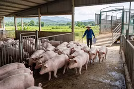 Giá heo hơi hôm nay 17/4: Xu hướng tăng rõ rệt ở ba miền